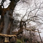 全国区の知名度を誇る花見の名所！仁淀川町のひょうたん桜【彼岸桜／ウバヒガン】