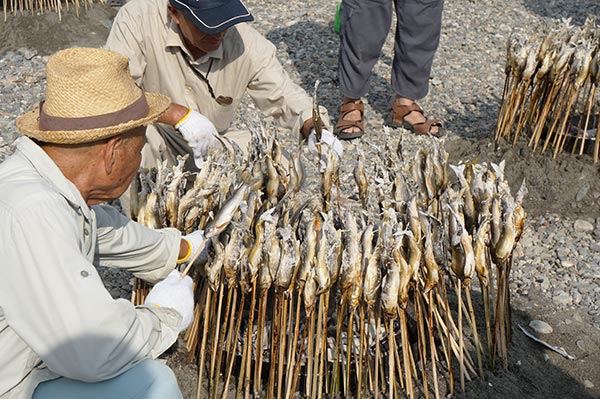 「神楽と鮎と酒に酔う」  鮎がズラリ