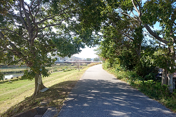 堤防 道路