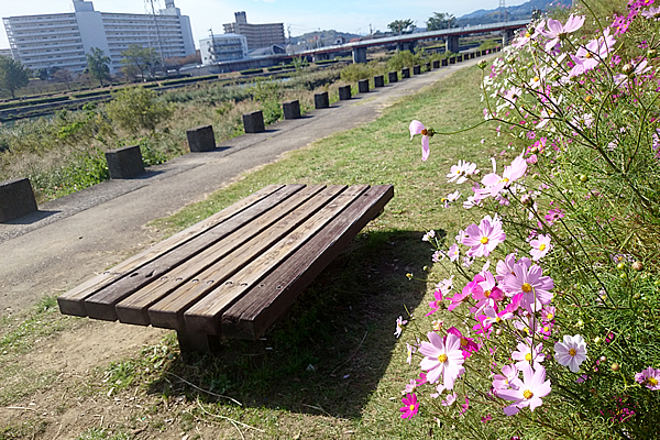 鏡川 ベンチ コスモス