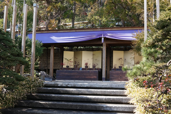 牧野植物園 日本伝統園芸植物展示