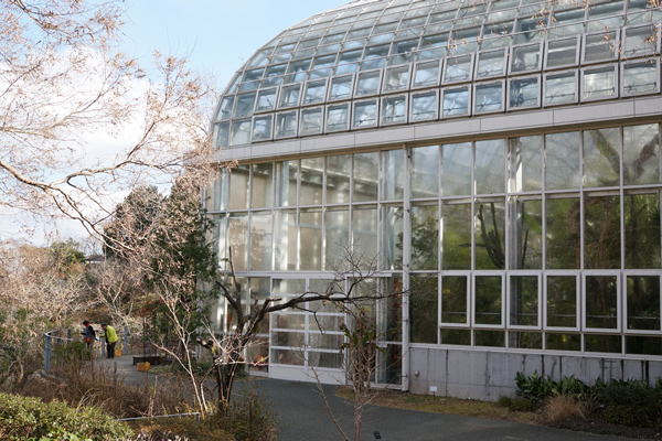 牧野植物園 温室前