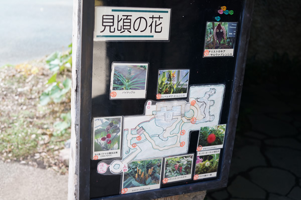 牧野植物園 温室案内