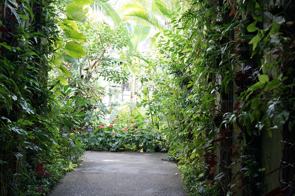 牧野植物園 温室内