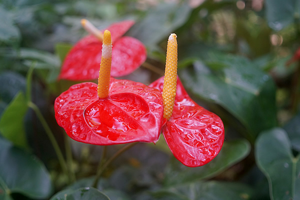 牧野植物園 南国風植物