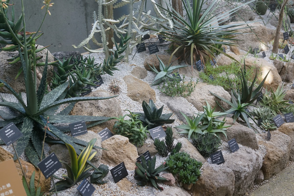 牧野植物園 乾燥地植物