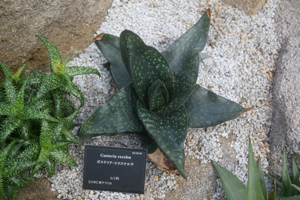 牧野植物園 ガステリア・エクスケルサ