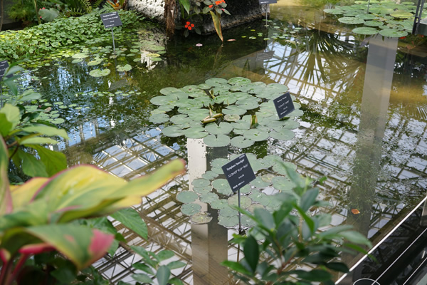 牧野植物園 浮草等