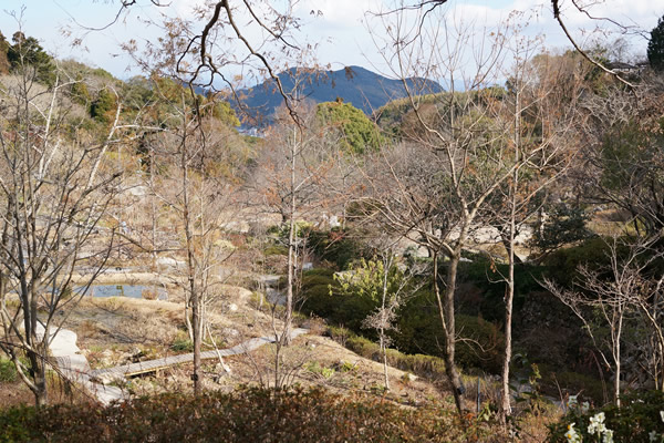 牧野植物園 50周年記念庭園 付近