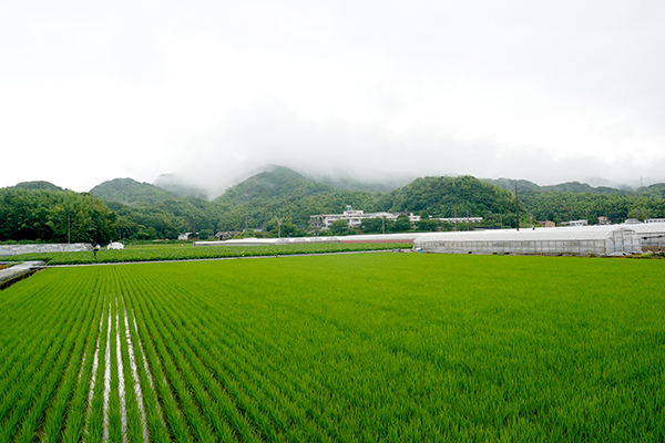 春野 弘岡下田園風景