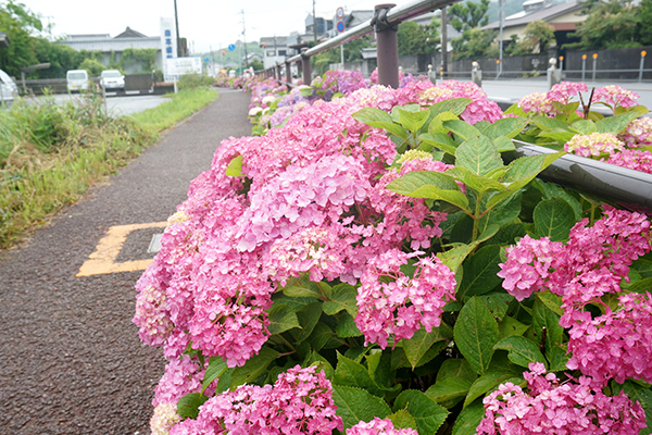 春野 ピンク系あじさい