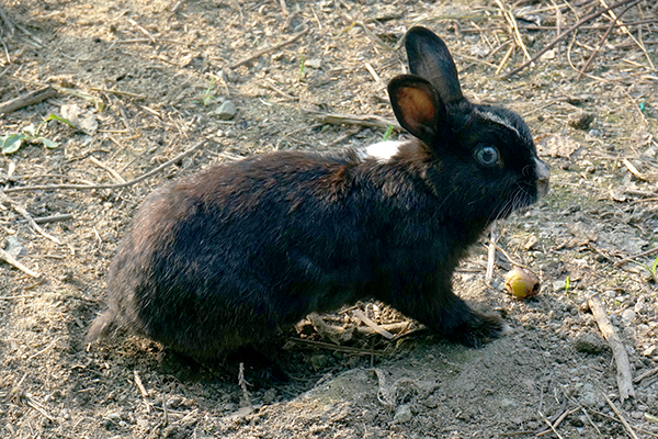 岡崎牧場 うさぎさん