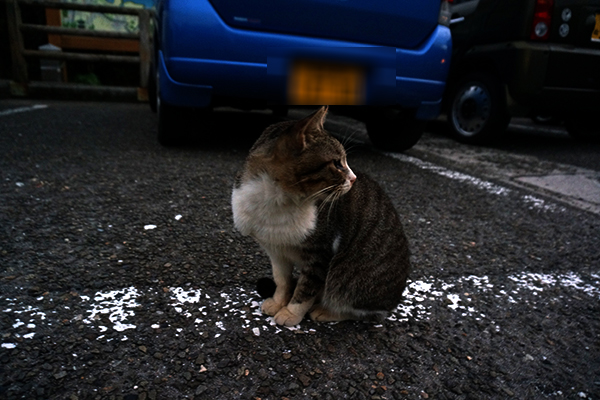 足摺きらり 野良猫