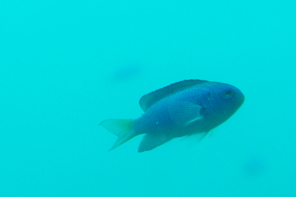 足摺海底館 海底の魚03