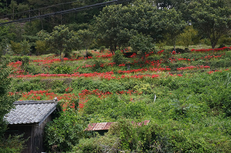 かわうそ自然公園向かいの山の一面に植えられた彼岸花