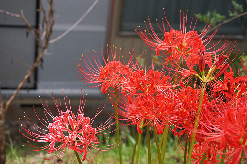 かわうそ自然公園向かいの山の一面に植えられた彼岸花