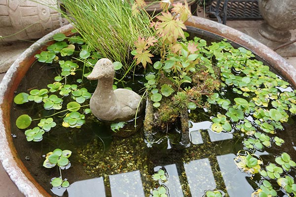 めだか池ギャラリーのめだかの水槽