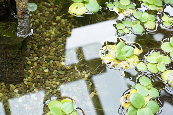 めだか池ギャラリーのめだかの水槽 拡大