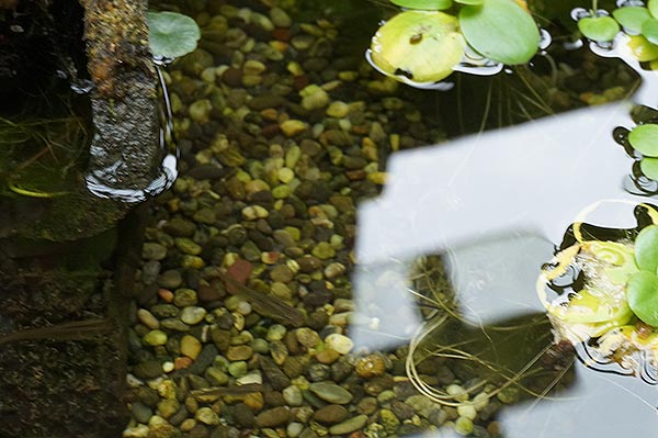 めだか池ギャラリーのめだかの水槽