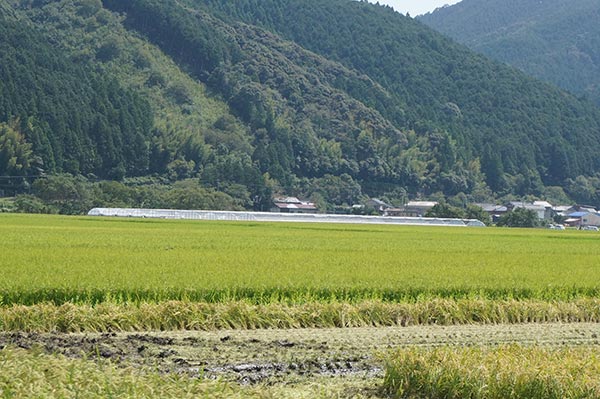 道の駅 四万十大正途中の田園