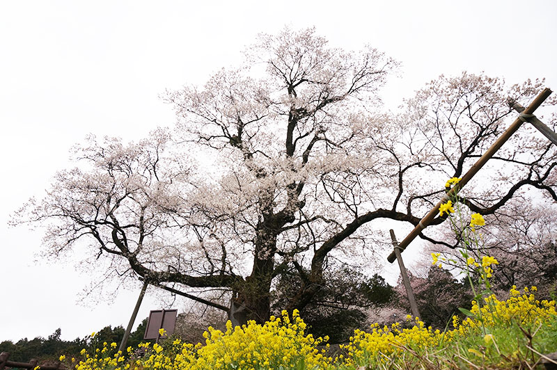 仁淀川町のひょうたん桜下から臨む