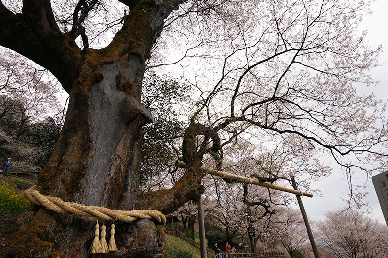 仁淀川町のひょうたん桜に締められたしめ縄