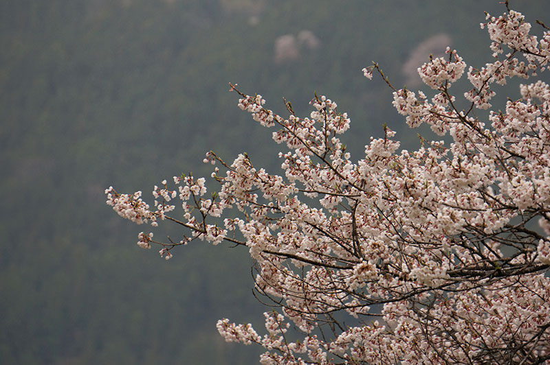 仁淀川町のひょうたん桜の先端