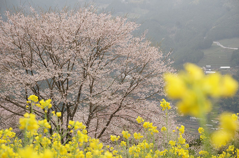 仁淀川町のひょうたん桜と菜の花