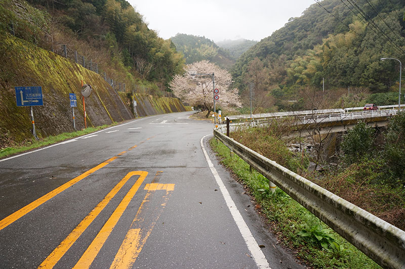 茶畑プリンのある池川茶園までの道