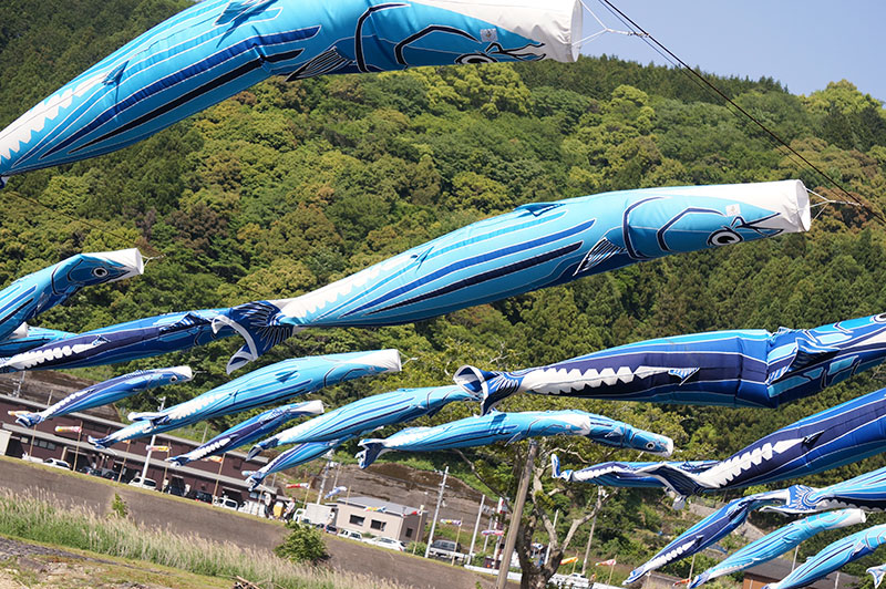 黒潮町佐賀のかつおのぼり