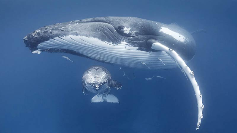 高知家 まるごと東部博 室戸・東洋エリアの室戸世界ジオパークセンターで開催されるトニーウーの写真展