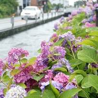 色々なあじさいを見れるのは梅雨のこの時期だけ！はるの あじさい街道【高知市春野】