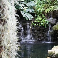 珍しい植物展示がいっぱい！冬の牧野植物園に行ってきた！【高知市五台山】